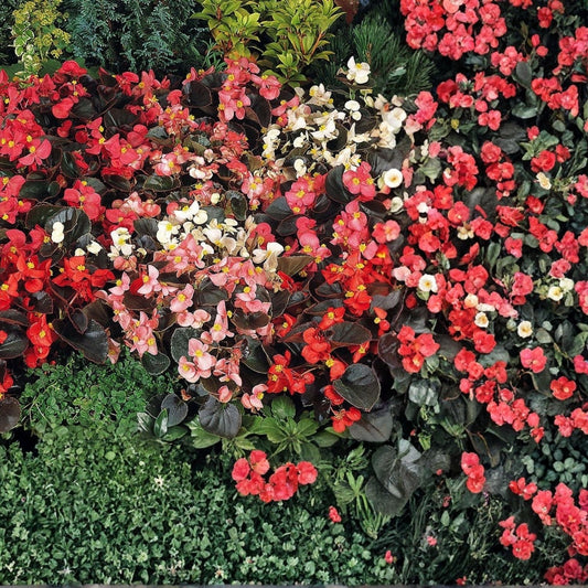 Begonia Seeds 45 or 125 Non-GMO Rich Berry Variety Flower Seeds Ideal for Gardens Begonia