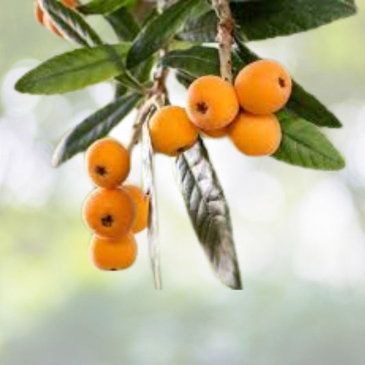 Loquat Fruit Plant Tree Starter   Japanese Seeding Variety   Eriobotrya japonica   25 Pack