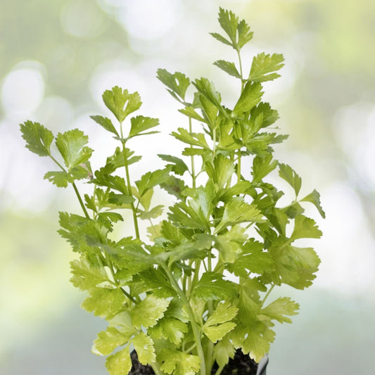 Italian Parsley Seeds | Green Flat Leaf | NON-GMO Heirloom | Petroselinum crispum