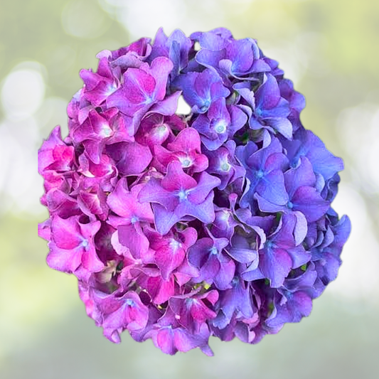 25pcs Hydrangea Plants - Blue Pink Purple Perennial Flowers - Hydrangea macrophylla