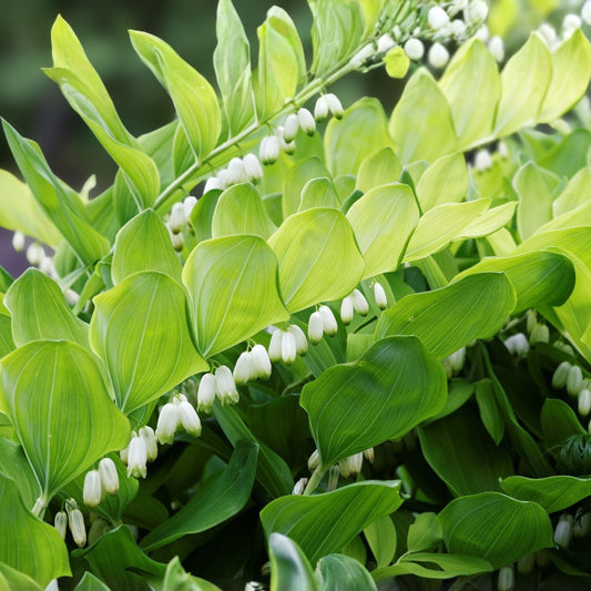 Solomon's Seal Live Plant Set of 5 - 16in Established Perennial - Organic & Pesticide-Free - Polygonatum biflorum