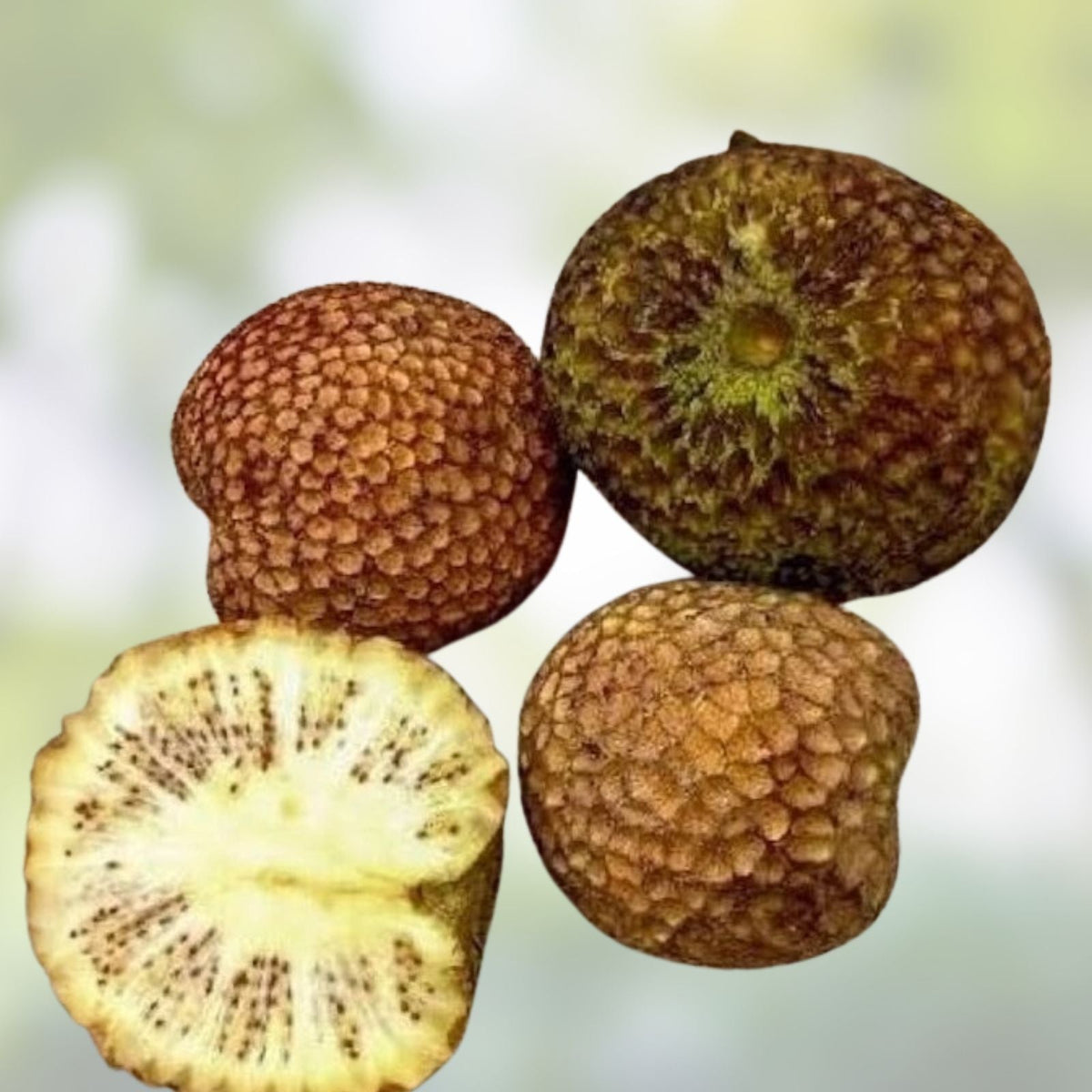 30 Ndea Tree Seeds - Nauclea xanthoxylon - Tropical Hardy Fast-Growing Exotic Tree Seeds for Landscaping and Gardening