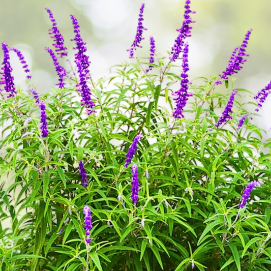 Mexican Bush Sage Starter Plant - Approx 6-8 Inch - Salvia Leucantha - Vibrant Purple Flowers, Drought Tolerant Perennial