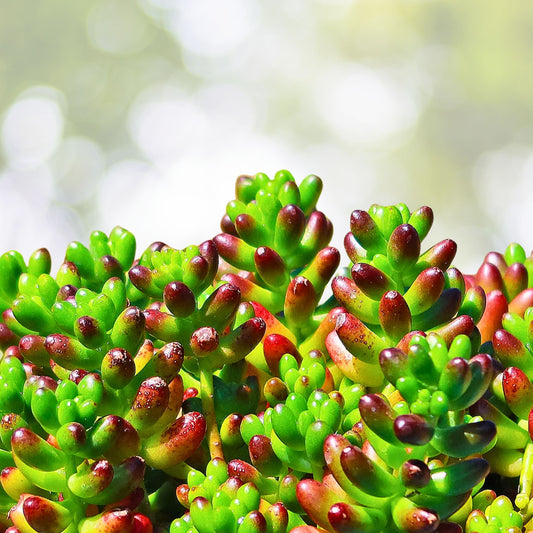 Sedum Jelly Bean Plant 2" - Colorful Succulent for Easy Care & Propagation - Sedum rubrotinctum