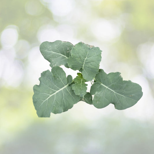 Organic Calabrese Broccoli Seeds | NON-GMO Heirloom Vegetable Seeds | Brassica oleracea