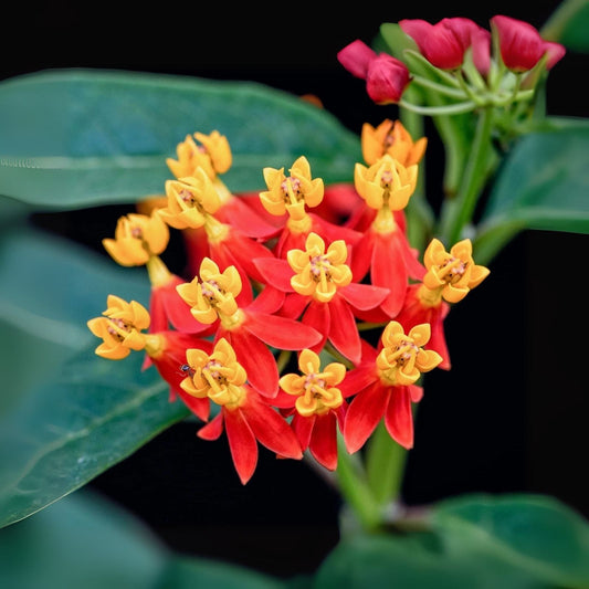 Tropical Milkweed Seeds - Asclepias Currassavica - Food and Host Plant for Monarch Butterflies
