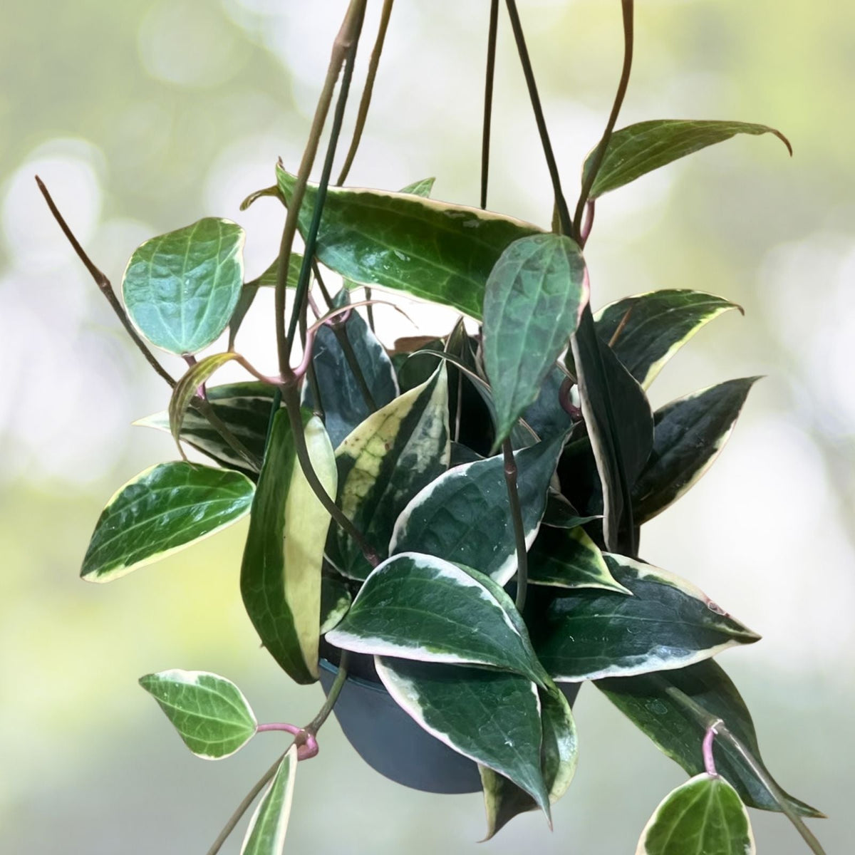 Hoya Macrophylla Albomarginata 6" Pot - Variegated Tropical Houseplant, Unique Leaves, Epiphytic Vine, Hoya Plant