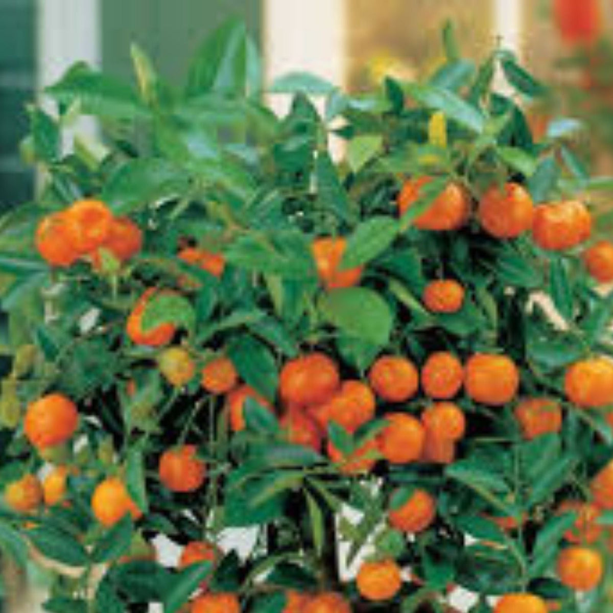 Bonsai Orange Tree Seeds - 40 Count - Fruit Bearing Citrus reticulata - Mandarin Tree Seeds for Growing