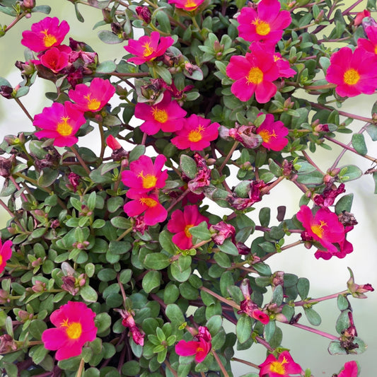 Purple Portulaca Plant 6in Pot - Moss Rose, Drought-Tolerant Ground Cover - Portulaca grandiflora