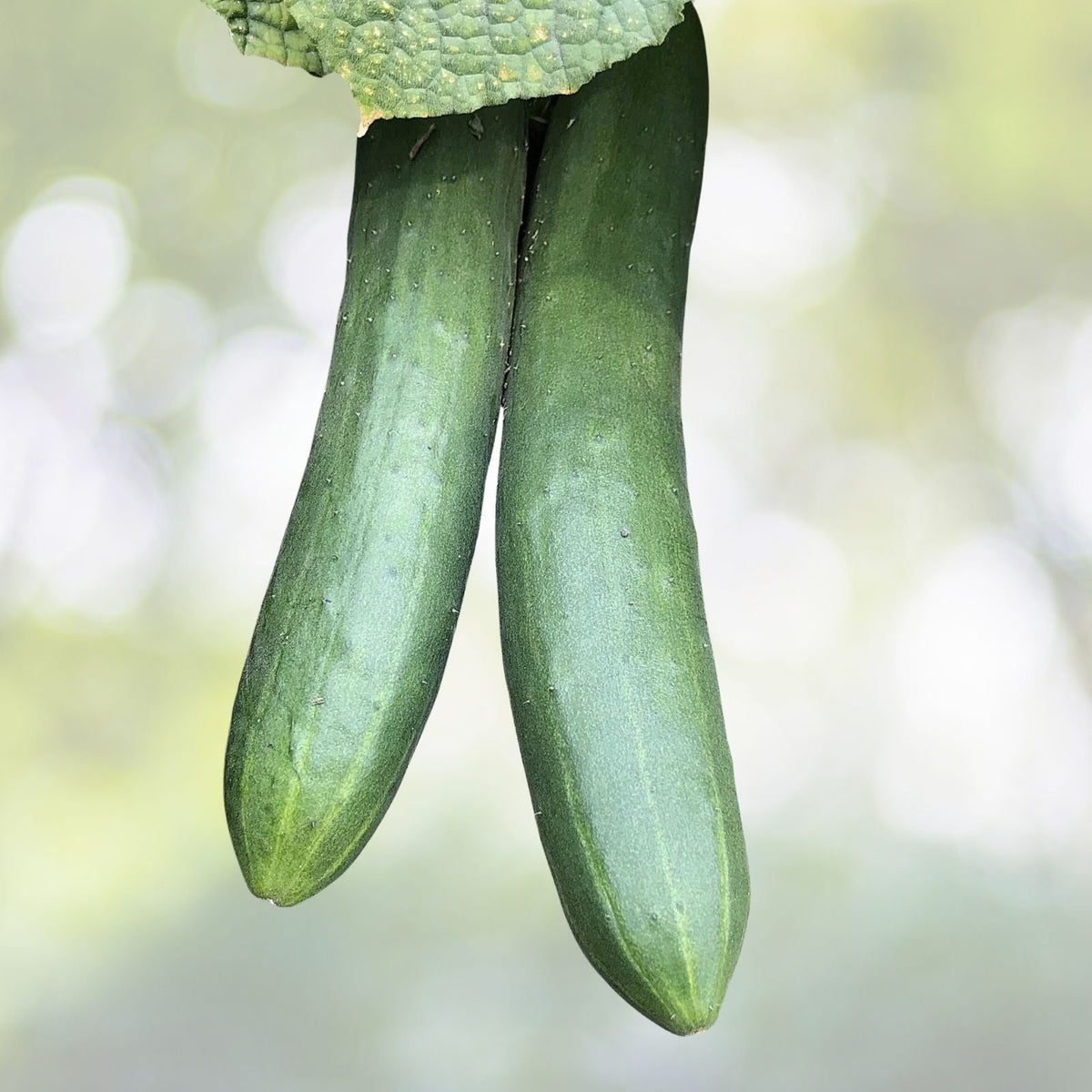 Straight Eight Cucumber Seeds | NON-GMO Heirloom | Organic Vegetable Garden | Cucumis sativus