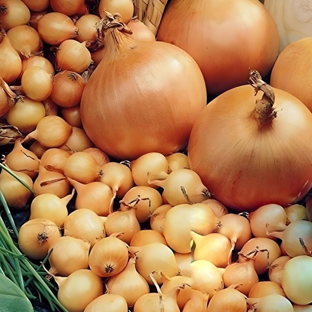 Sweet Candy Hybrid Onion Sets for Planting – Bulbs, Yellow and White Varieties, Allium cepa