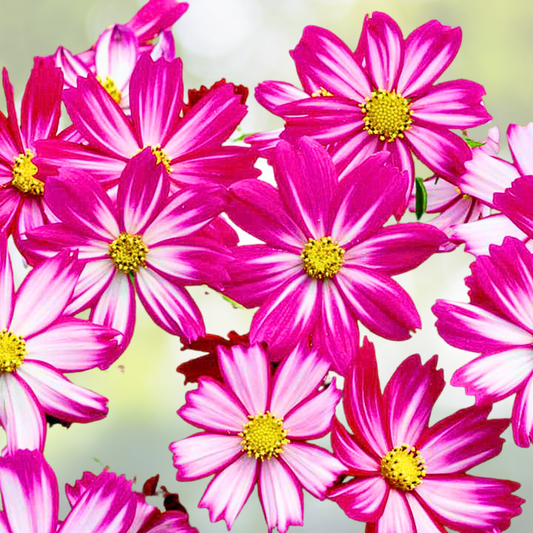 Cosmos Seeds - 100 Non-GMO Red Stripe Bi-Colored Flowers for Pollinators and Butterflies - Cosmos bipinnatus