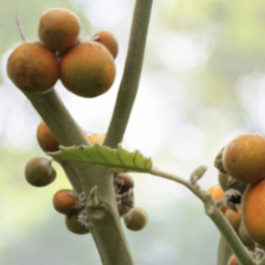 Organic Lulo Orange Tree Seeds - 20 Pack - Solanum quitoense - Tropical Fruit Seeds - Free Shipping