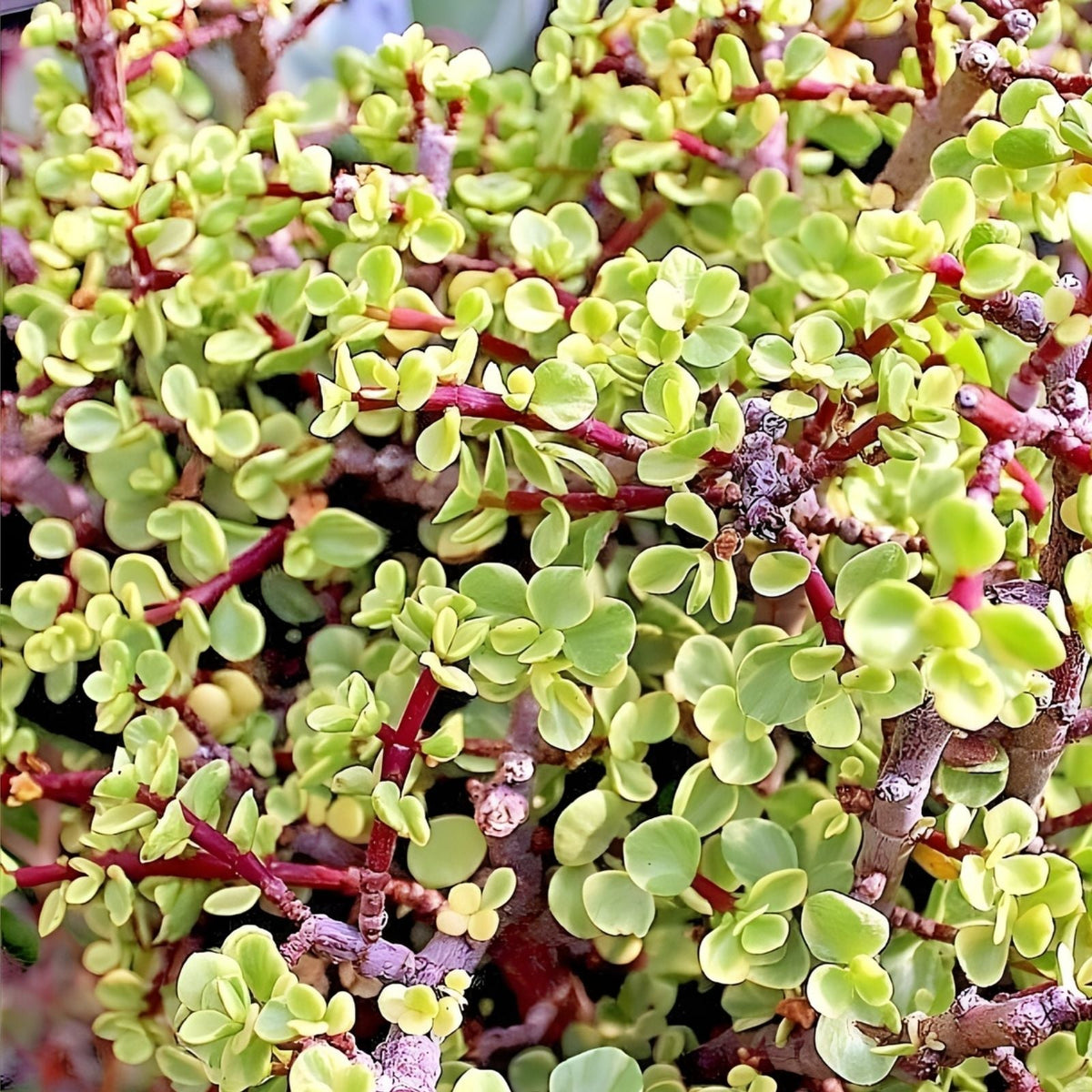 Rainbow Variegated Elephant Bush Cuttings - Portulacaria afra Dwarf Jade Plant - 2 Healthy Succulent Cuttings