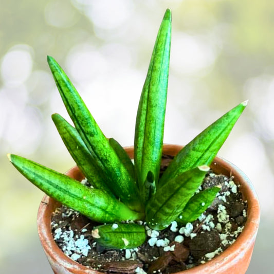 Sansevieria 'Hedgehog' 4” Spiky Snake Plant - Low Light Indoor Houseplant, Drought Tolerant Air Purifier, Easy Care
