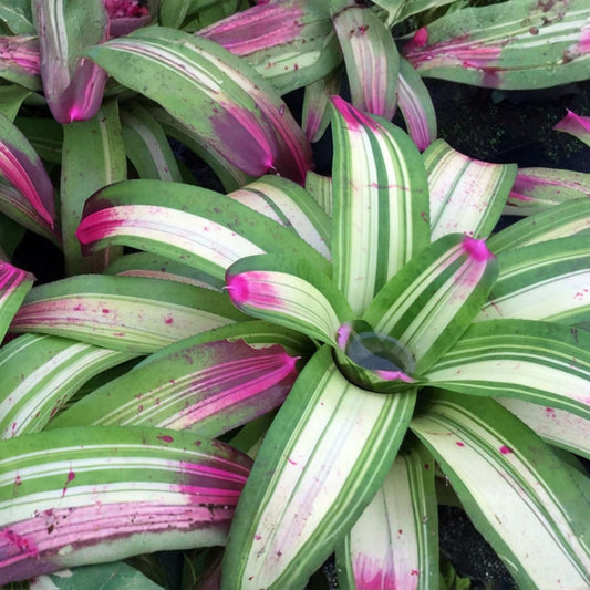 Bromeliad Plant 8" Pot Aechmea Hacienda - Tropical Indoor Houseplant, Exotic Foliage, Air Purifying Plant