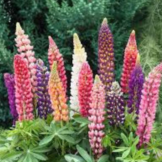 Russell Purple Lupine Seeds 60 Organic Perennial Lupinus polyphyllus USA Grown