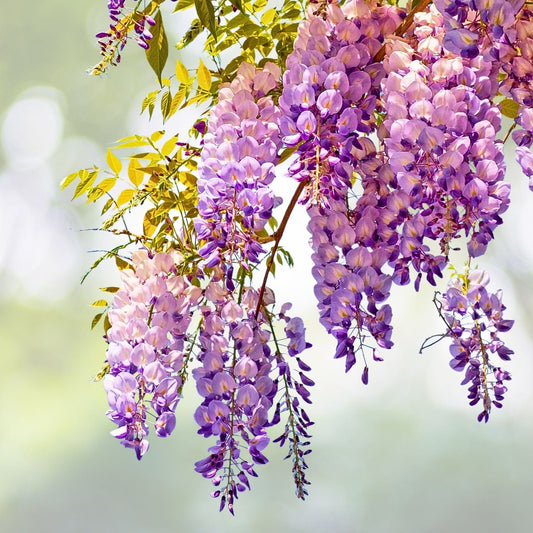 Purple Wisteria Seedling 2.5" Pot - Wisteria sinensis - Live Plant for Garden - Beautiful Flowering Vine