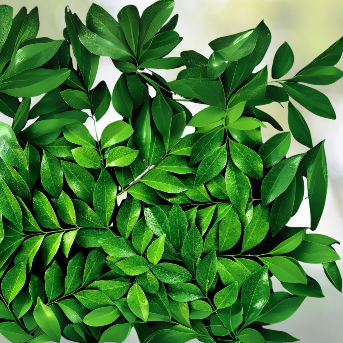 Tea Tree Seeds - 12 Pack Camellia Sinensis Herb Seeds for Planting - Premium Quality