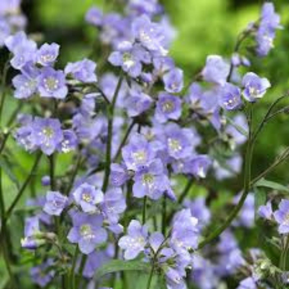Jacob's Ladder Wildflower Seeds, 50 Pack, Blue Flowers, Native Perennial, Polemonium reptans, Garden Flower Seeds