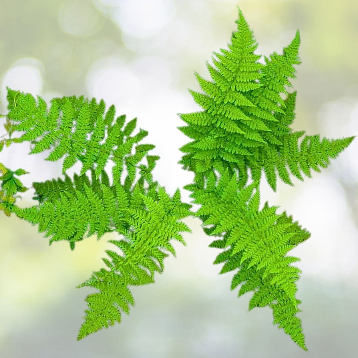 Lady Fern Rhizomes - 5 Live Roots, Deer Resistant, Easy to Grow - Athyrium filix-femina - Zones 3-8