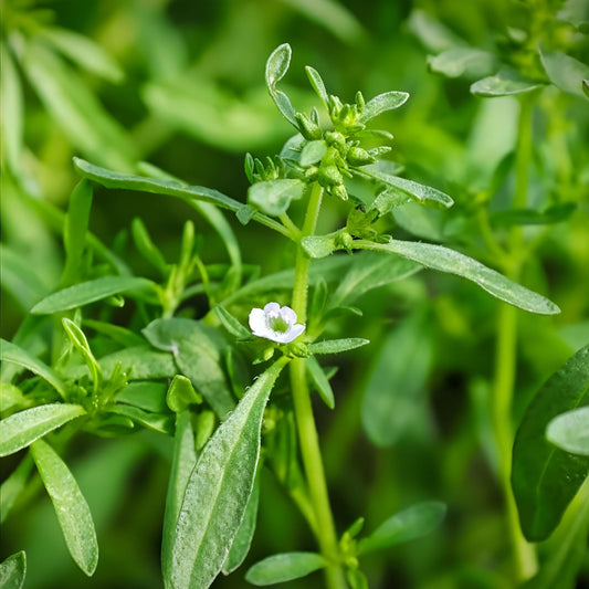 Summer Savory Seeds 50+ Pack, Tangy Culinary Herb, Satureja hortensis, Antioxidant Rich, Herb Seeds for Cooking and Gardening