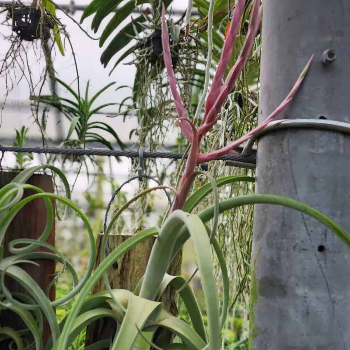 Tillandsia Curly Slim Air Plant Plaque - Unique Hybrid T. Intermedia & T. Streptophylla - Ideal for Collectors and Home Decor