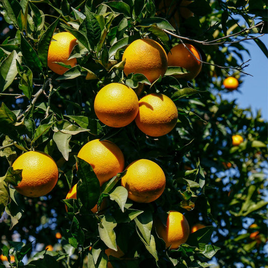 Sweet Juicy Orange Tree Seeds - 7 Pack - Citrus sinensis