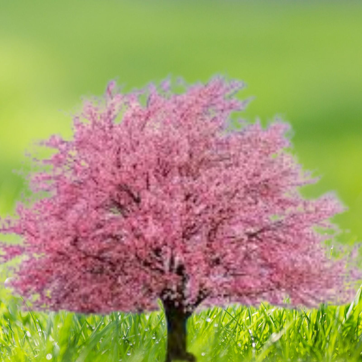 Kwanzan Japanese Cherry Tree Live Plant 8 14" Tall Pink Flowering Prunus serrulata 'Kwanzan' 2.5" Pot