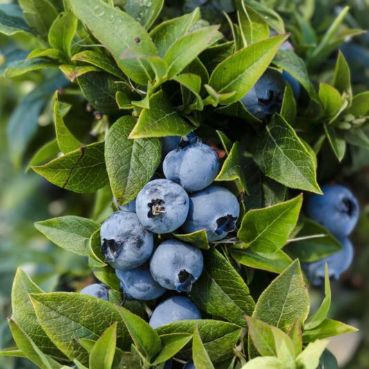 Dwarf Blueberry Bush Starter Plant 4-6 Inches Top Hat Vaccinium angustifolium Edible Fruit Container Gardening