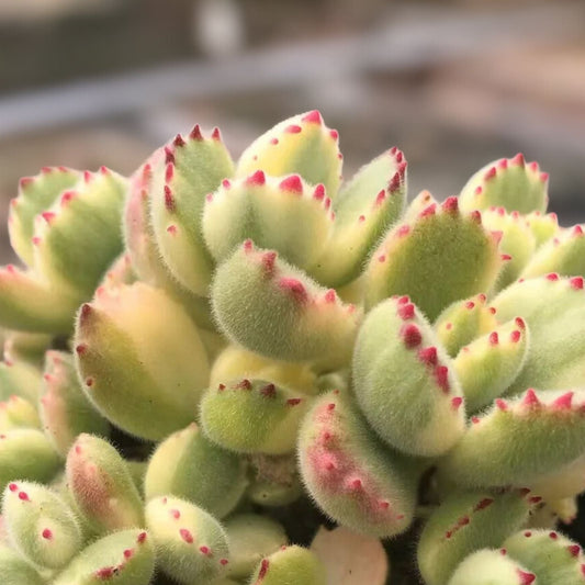 Variegated Bear Paw Succulent Plant - Live in 2" & 4" Pots - Cotyledon tomentosa variegata - Rare Fuzzy Leaves