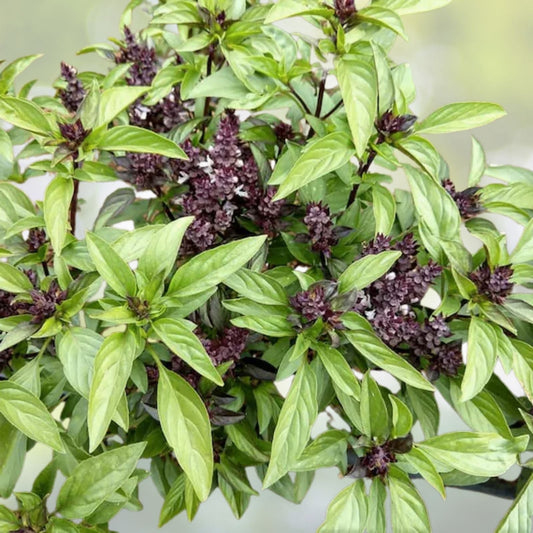 Thai Basil Seeds - 100+ Seeds - Khmer Chi Neang Voang Jiu Ceng - Ocimum basilicum - USA Grown