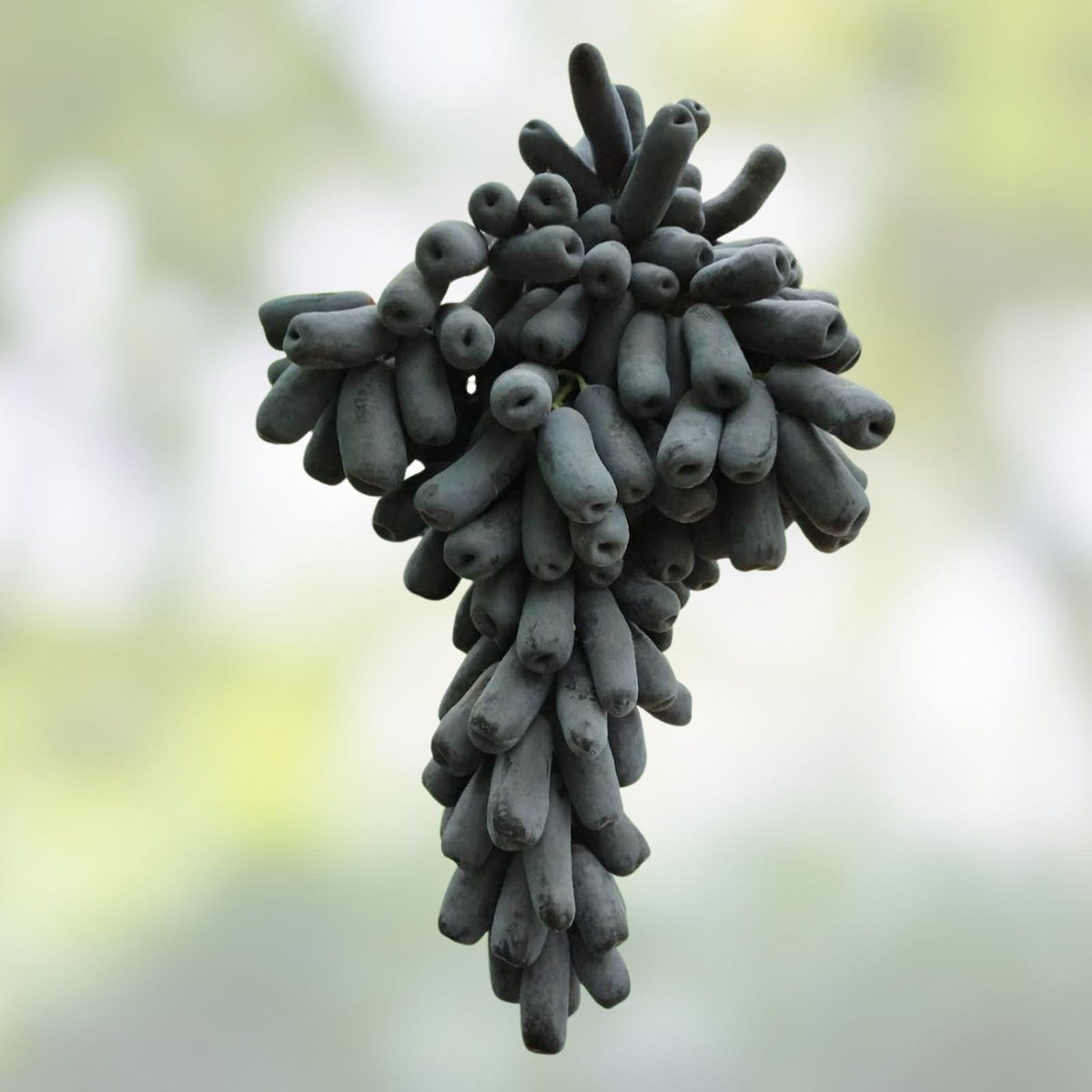 Lady Finger Vine Cuttings - Black Seedless Moon Drop Grape - Table Grape Plant - Vitis vinifera