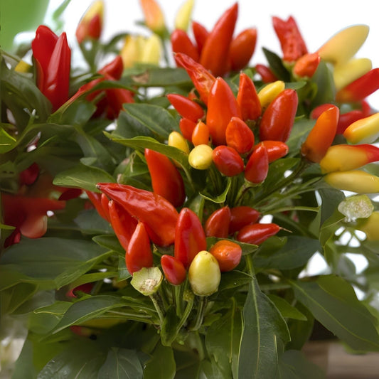 Tabasco Hot Pepper Seeds for Planting - Spicy Variety - Capsicum frutescens - Grow Your Own Hot Peppers