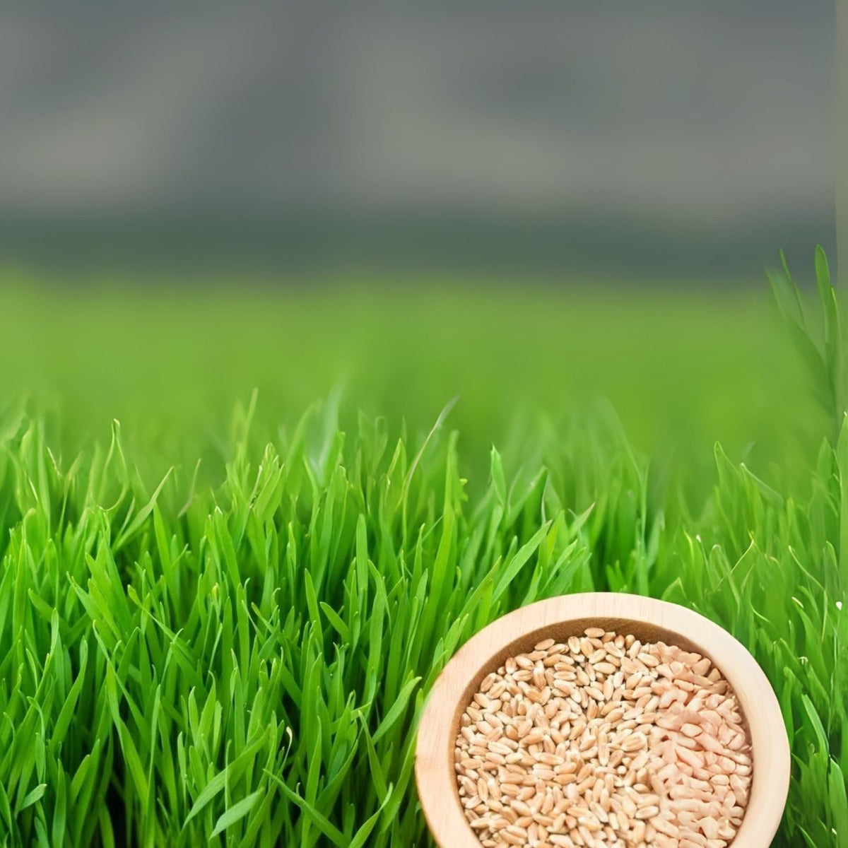 Wheat Berries 25 Pounds Hard Red Winter Wheat Berries Triticum aestivum Made in USA