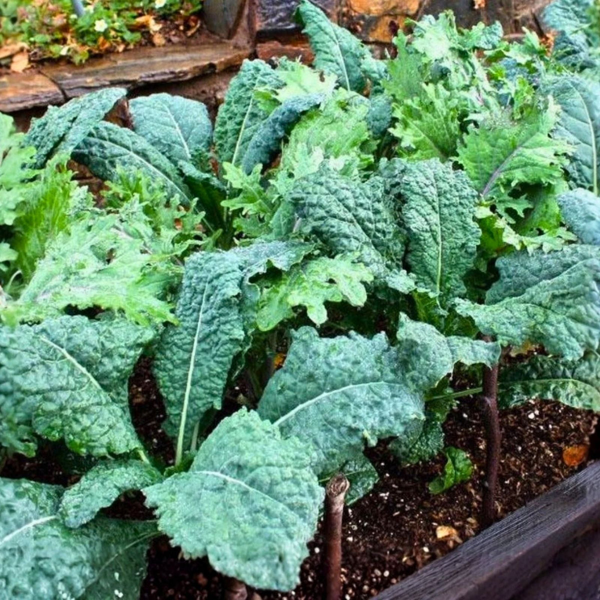 Okra Seeds 25+ Pack - Emerald Heirloom Non-GMO Garden Vegetable Seeds Abelmoschus esculentus