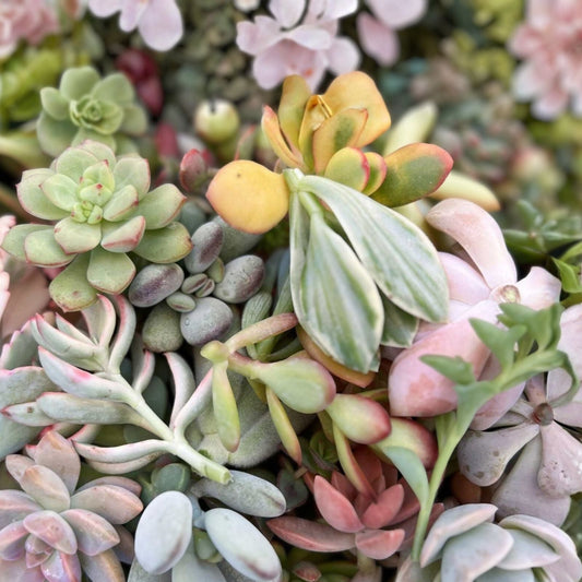 Assorted Succulent Cuttings - 30 Pieces Colorful Variety Clippings for Planting or Crafting - Cactus & Succulent Mix