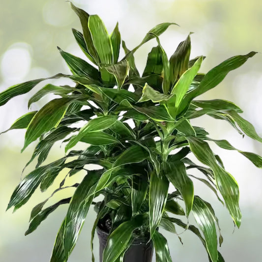 Dracaena "Bush" Plant 6 in Pot, Carmen Variety, Air-Purifying Houseplant, Dracaena Marginata