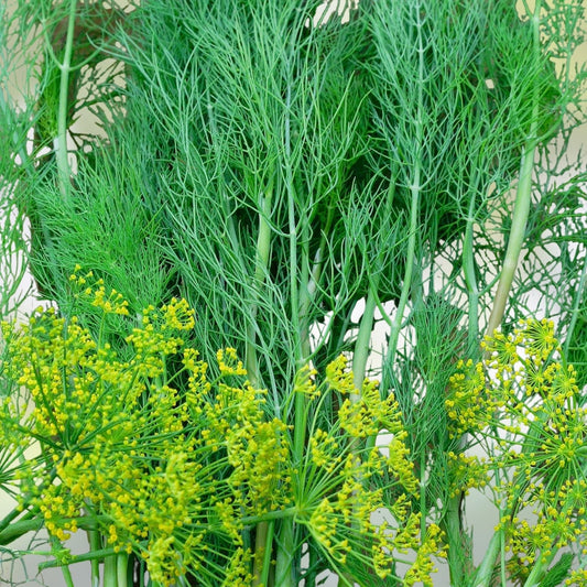 Dill Seeds Heirloom Bouquet Non-GMO Herb Spice 100 Seeds Anethum graveolens