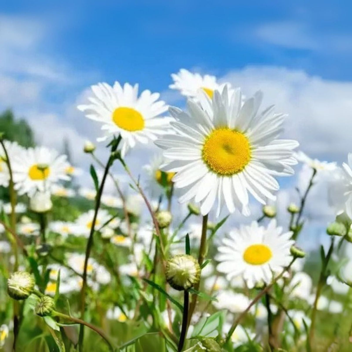 1,000 White Daisy Seeds for Planting, Shasta Daisy Perennial Flowers, Easy to Grow, Leucanthemum x superbum