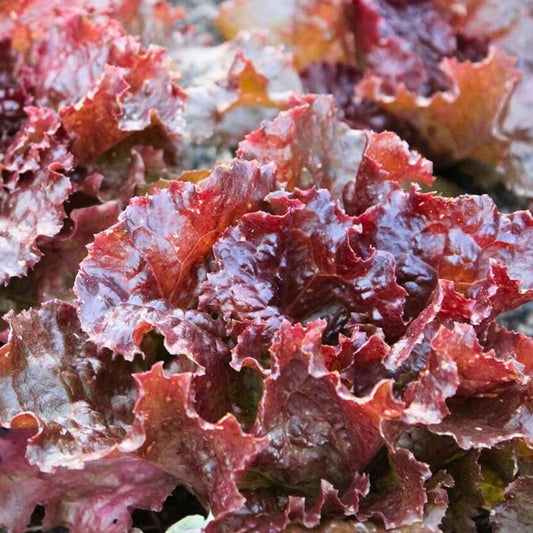 Red Leaf Lettuce Seeds - Lolla Rosa Heirloom Non-GMO Organic Vegetable Seeds for Home Gardening - 1000 Pack