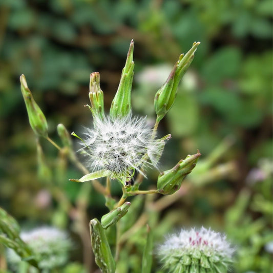 Wild Prickly Lettuce Seeds - 50+ Organic Lactuca Virosa for Medicinal Pain Relief - USA