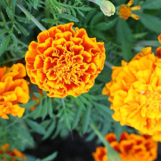 Marigold Seeds Sparky Mixture | NON-GMO Garden Seeds | Colorful Annual Flowers | Tagetes erecta