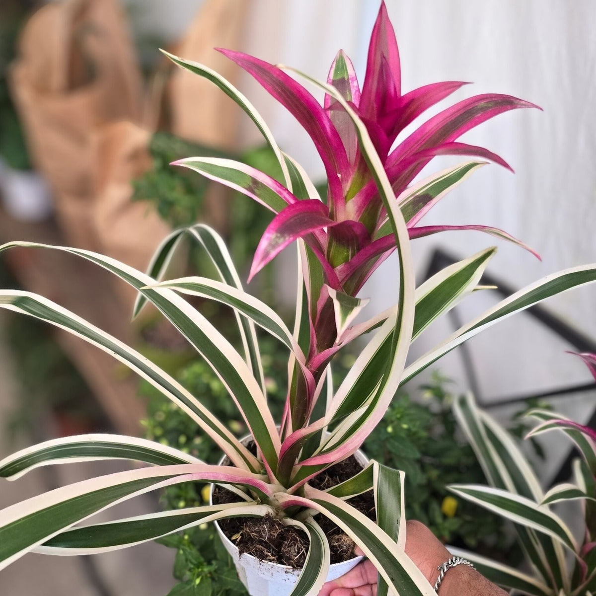 Bromeliad Plant 6" Pot Neoregelia Tatiana Purple-Magenta Foliage USPP22,563P2 - Ideal for Interior & Landscape