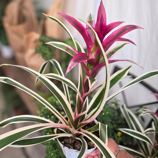 Bromeliad Plant 6" Pot Neoregelia Tatiana Purple-Magenta Foliage USPP22,563P2 - Ideal for Interior & Landscape