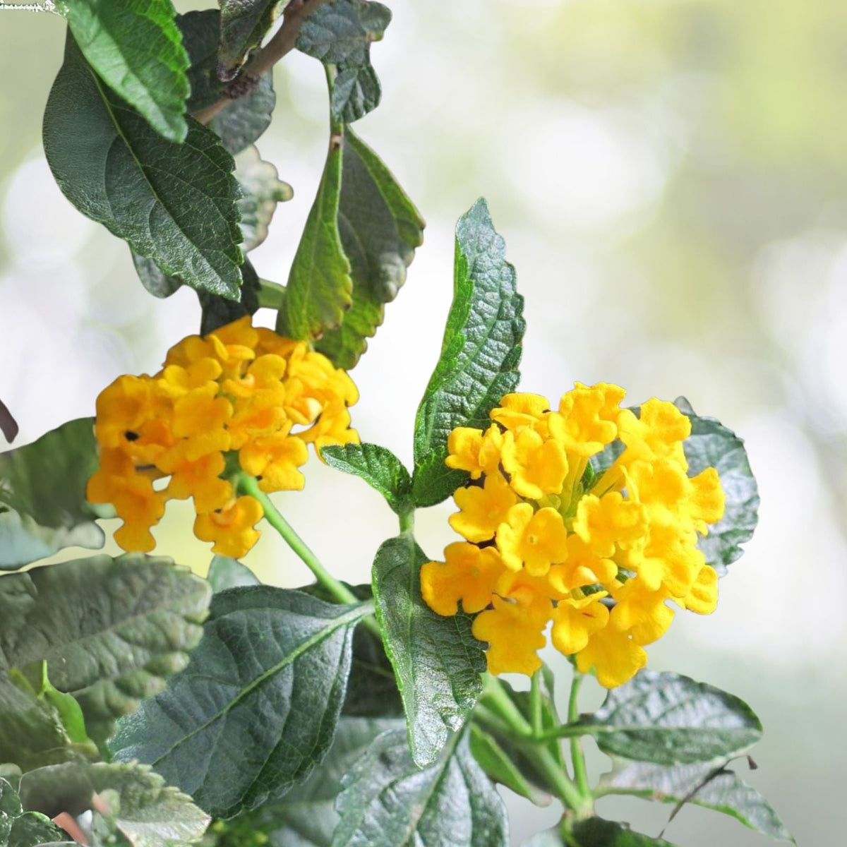Lantana Plants Live Trailing Yellow No Pot for Outdoor Planting Lantana camara
