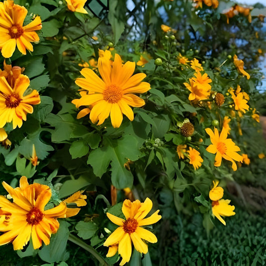 Mexican Sunflower Cuttings 8 Inches Tithonia diversifolia Tropical Plant 25-Pack