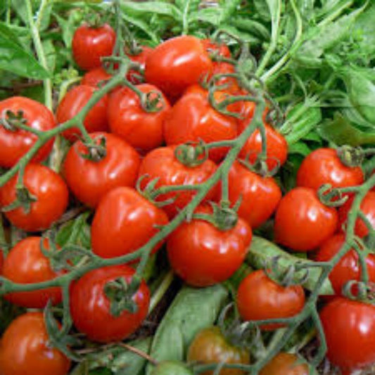 Sweet Mandarin Cherry Tomato Seeds 100 Organic Non-GMO Heirloom USA Grown Solanum lycopersicum
