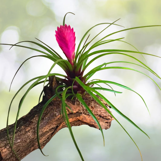 Tillandsia Argenee Air Plant - Unique Indoor Air Purifying Plant - Perfect for Home Decor - Tillandsia Argenee