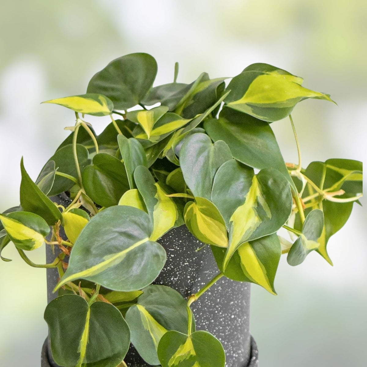 Philodendron Cuttings Combo 6 Pack – Micans, Brasil, Green – Indoor House Plant – Philodendron spp.